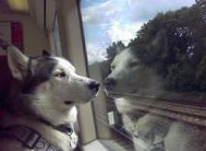 В поездах Италии разрешили перевозить собак