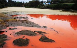 Туристы испугались «кровавых» пляжей Сиднея