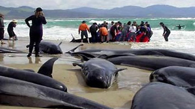 Новый случай массового самоубийства дельфинов произошел в Австралии