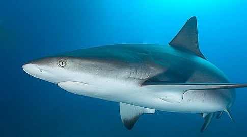 На побережье Пхукета приплыла акула