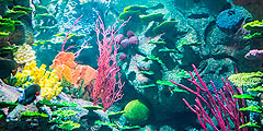 В дубайском отеле-парусе открылся обновленный аквариум