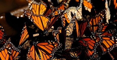 Туристы в Мексике могут полюбоваться бабочками-монархами