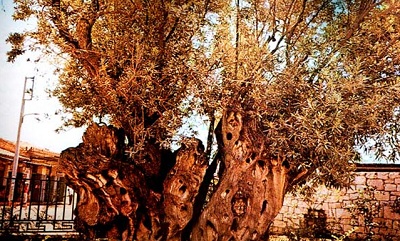 В Афинах вандалы выкорчевали священное оливковое дерево Платона