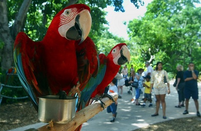 В Новой Зеландии туриста ограбил попугай