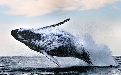 На Гавайях кит чуть не убил туристов