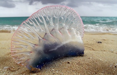 Испанские пляжи закрыты из-за нашествия токсических медуз