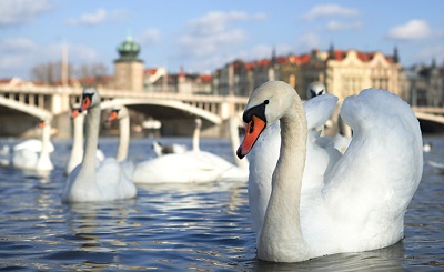 В Праге лебедей будут отпугивать от мостов