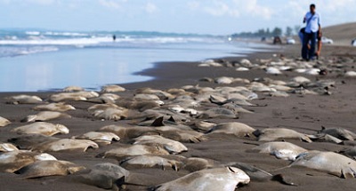 На мексиканском пляже полно мёртвых скатов