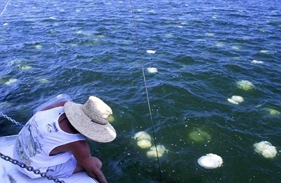 Туристов на Средиземном море планируют защитить сетями от медуз