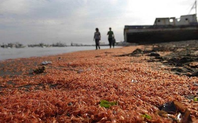 Пляж в Чили завалило мертвыми морскими обитателями