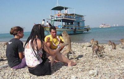 На популярных тайских курортах туристов атакуют обезьяны